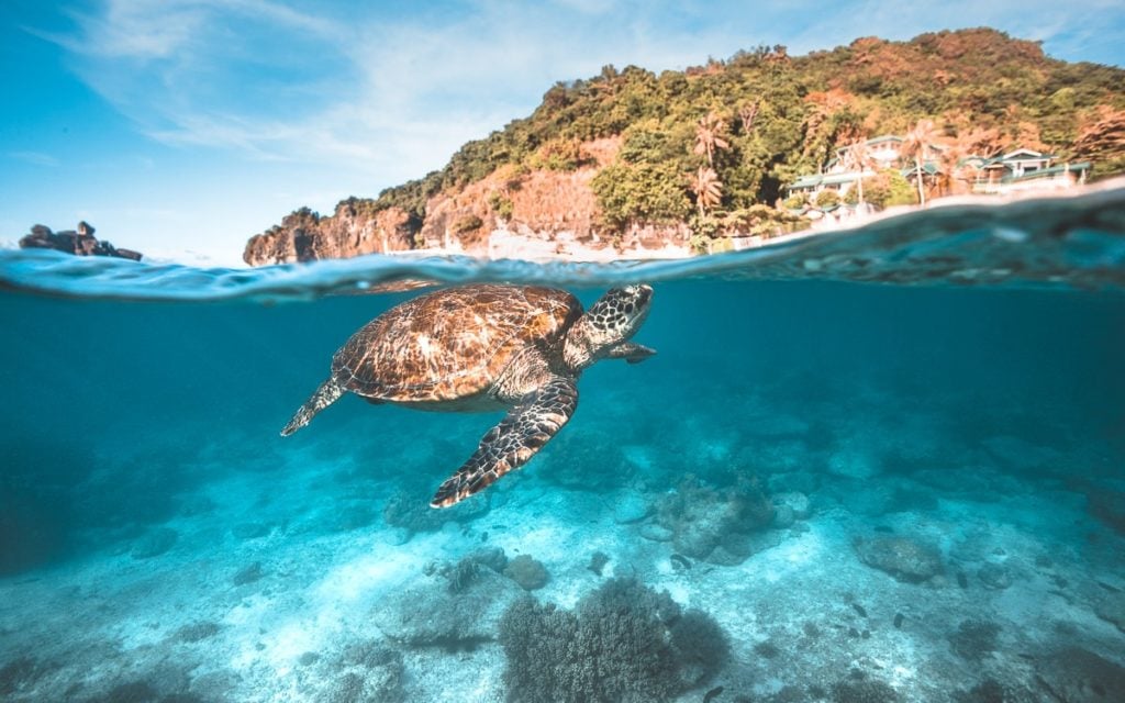 Apo Island Dumaguete, Philippines, Snorkeling with turtle