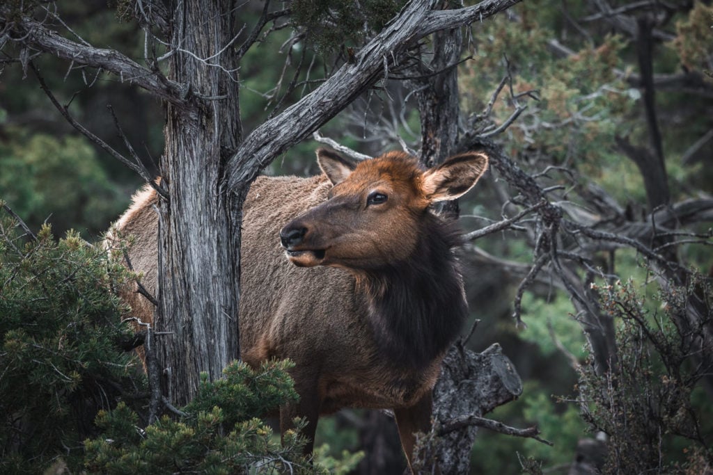 Wild Elk in Arizona