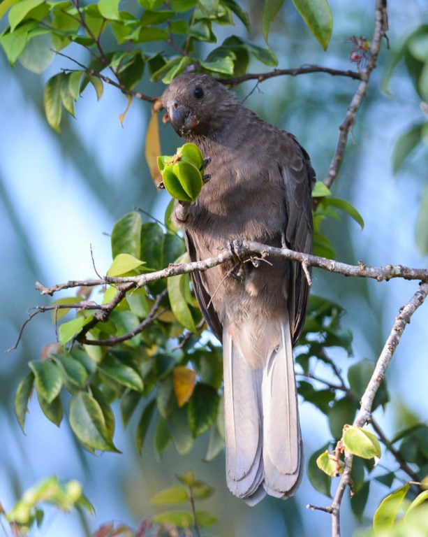Black Parrot Eating Starfruit on Praslin Island the Seychelles