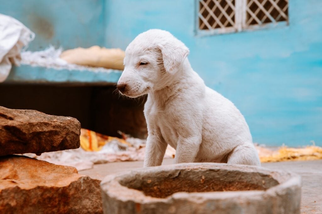 Small puppy with Blue buildings in India