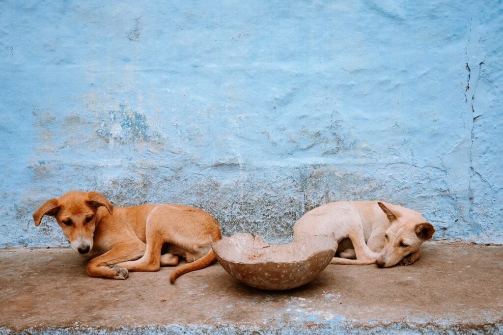 Two dogs sleeping in the Old City of Jodhpur