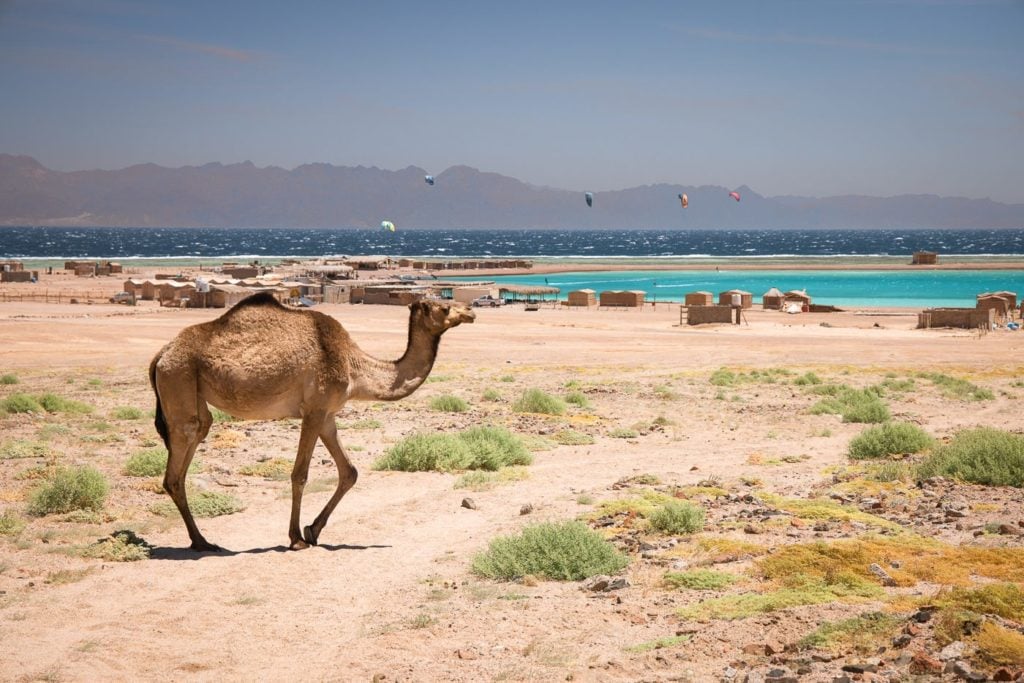 Camel at the Dahab Blue Lagoon, Egypt