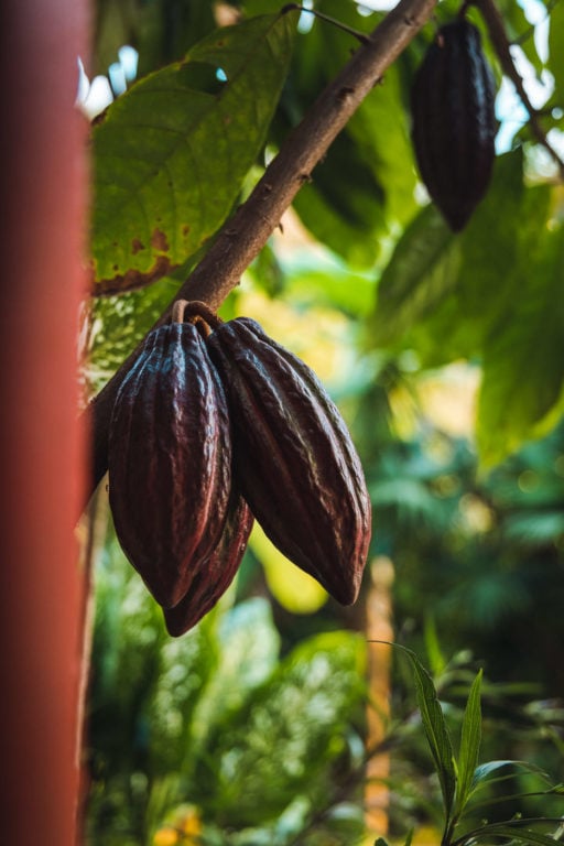 Cacao fruit in a coffee plantation