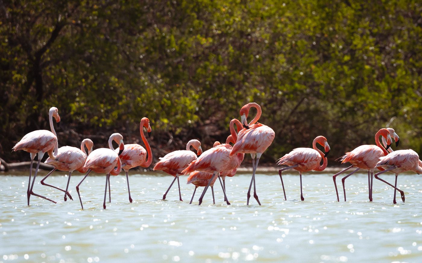 Where to See Wild Flamingos in Colombia in 2023 (Palomino)