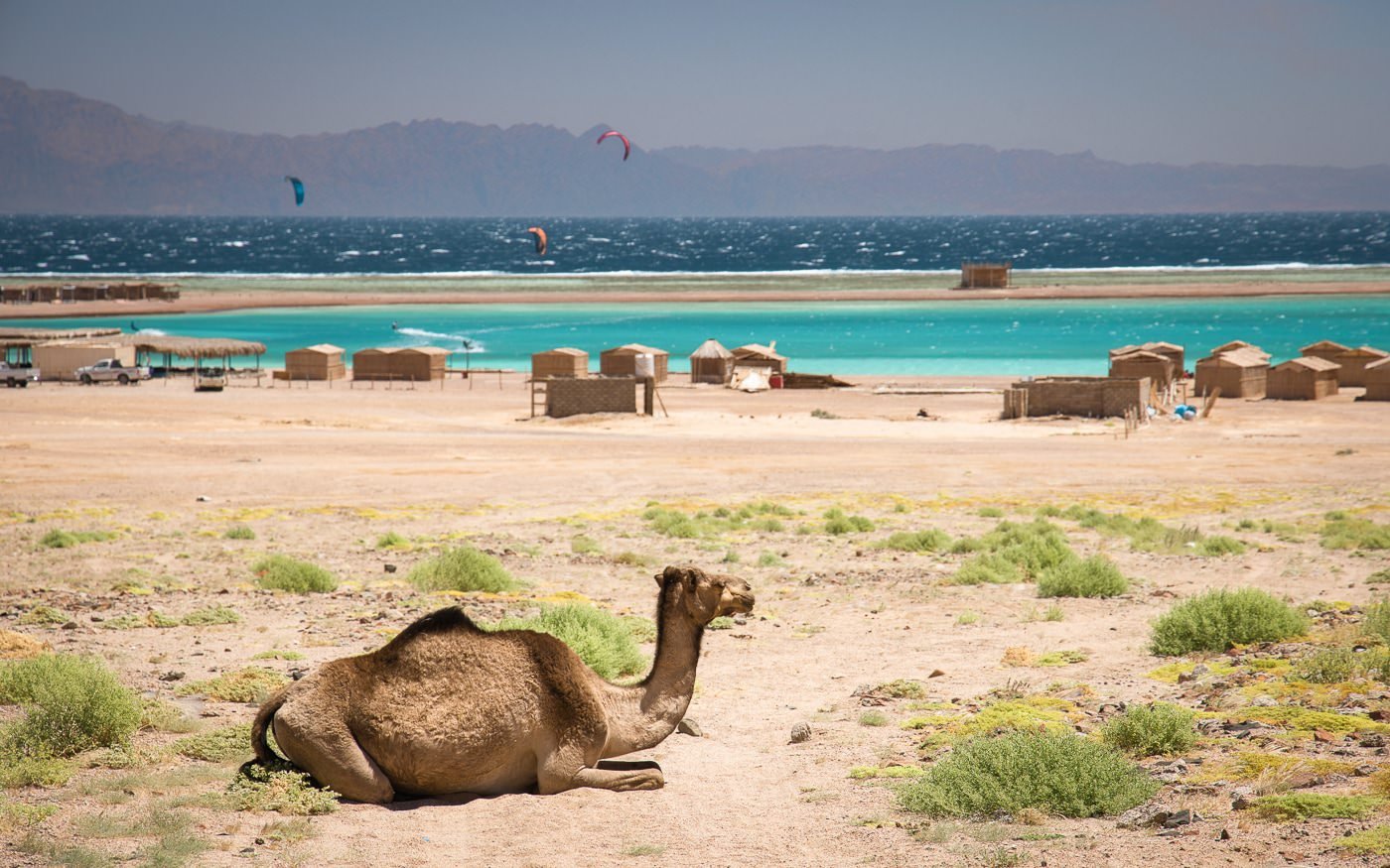 Camel at the Blue Lagoon in Dahab, Egypt