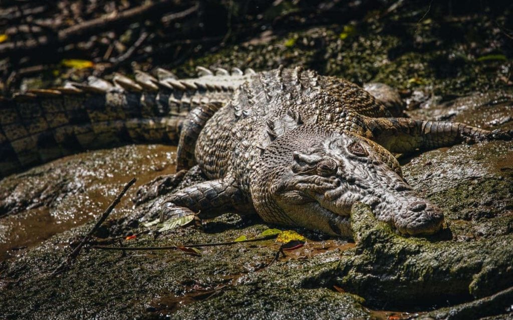 DAINTREE RIVER CROCODILE TOUR FROM CAIRNS WITH SOLAR WHISPER