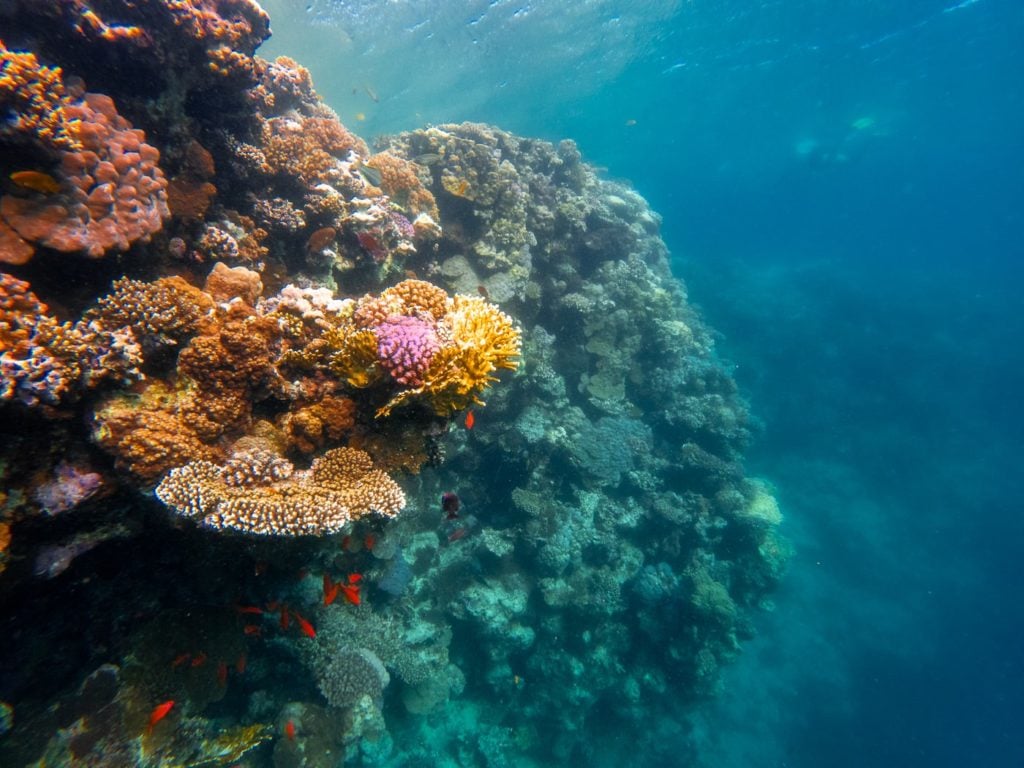 Coral at the Blue Hole in Dahab