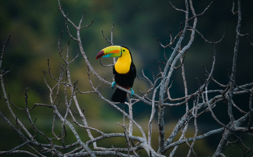 Toucan in Colombia