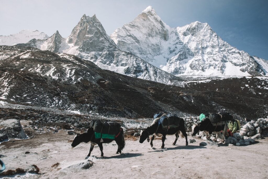 Yaks on the Everest Three High Passes Trek, Three Passes Guide, Kongma La Pass