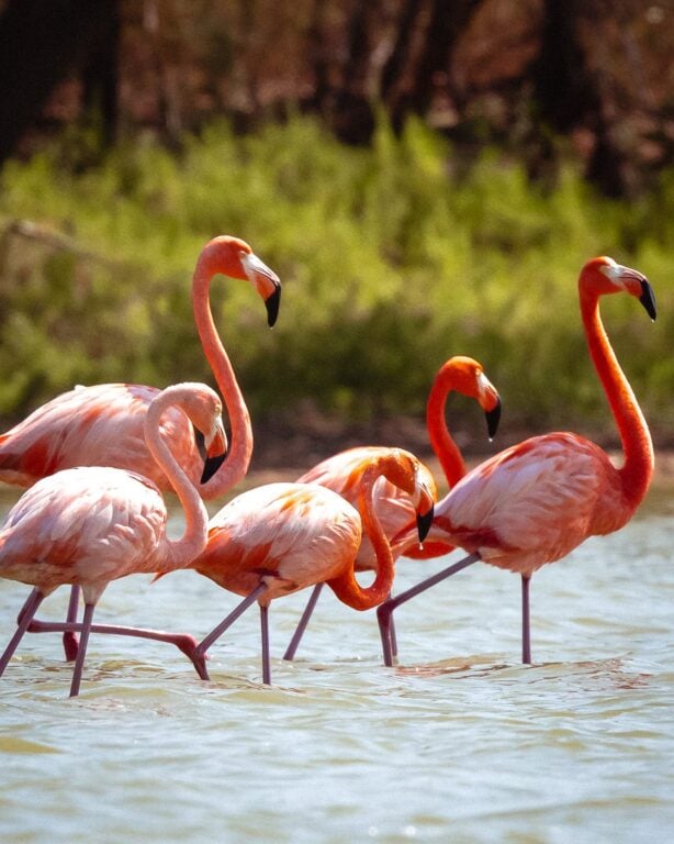 Flamingos in Colombia