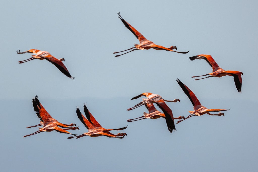 Flying pink flamingos in Colombia