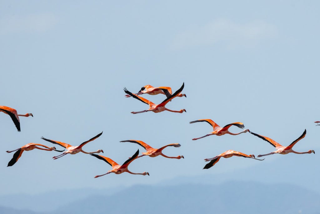 Pink American flamingos in flight
