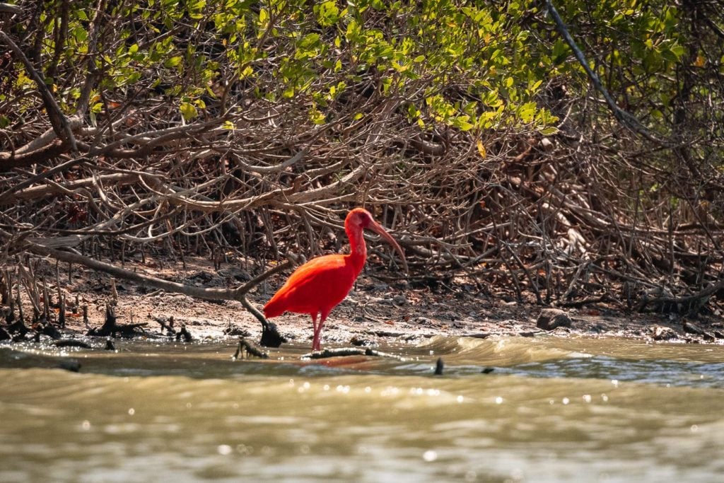 Red bird in Colombia