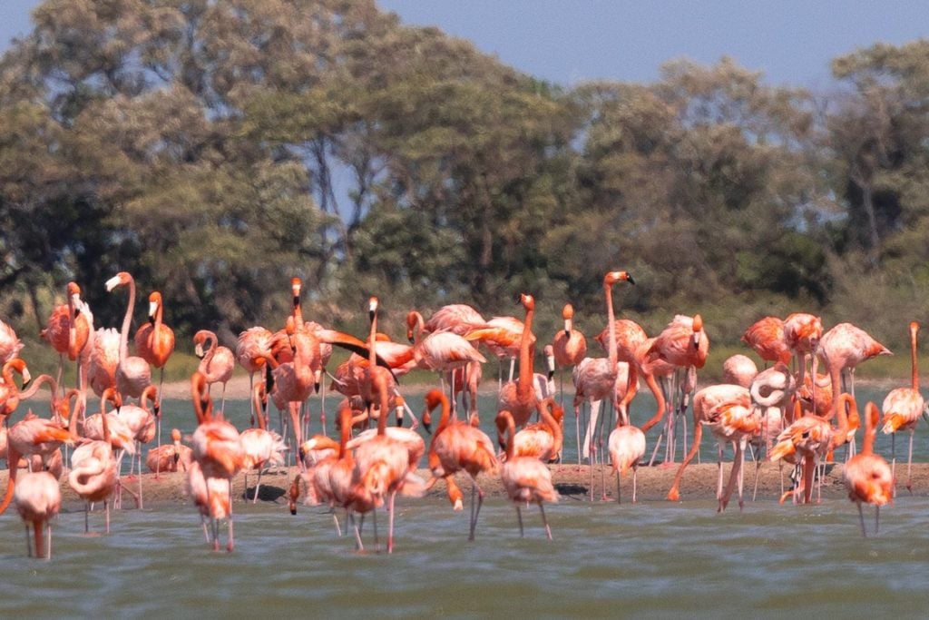Colombian flamingos