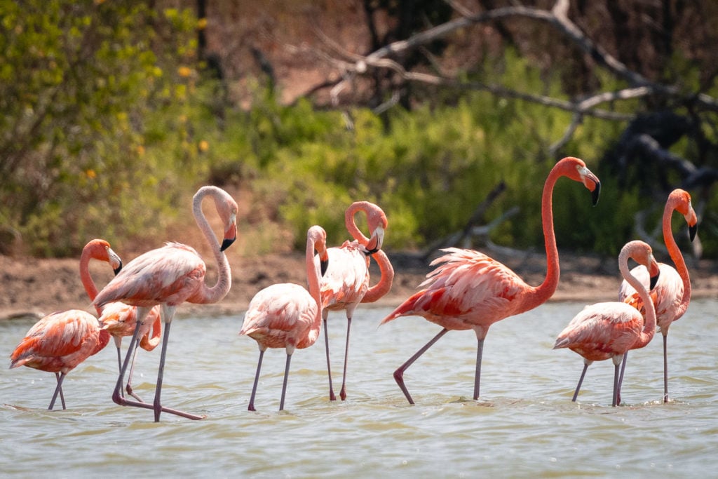 Flamingos in wetlands