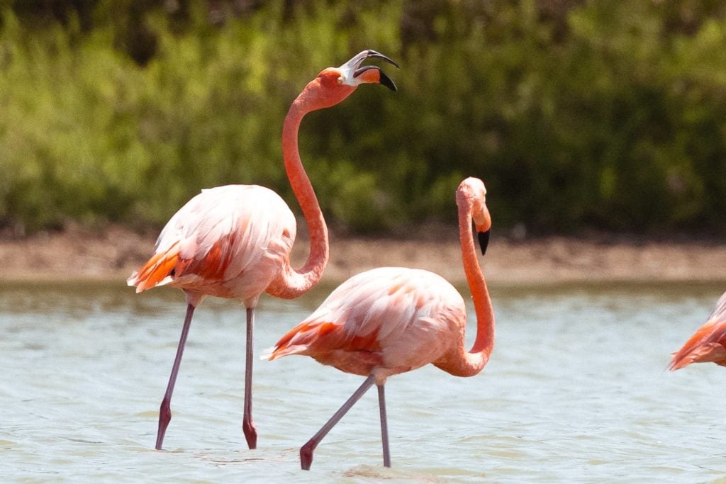 Pink american flamingos 