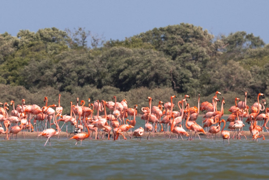 Flock of Wild flamingos in Colombia