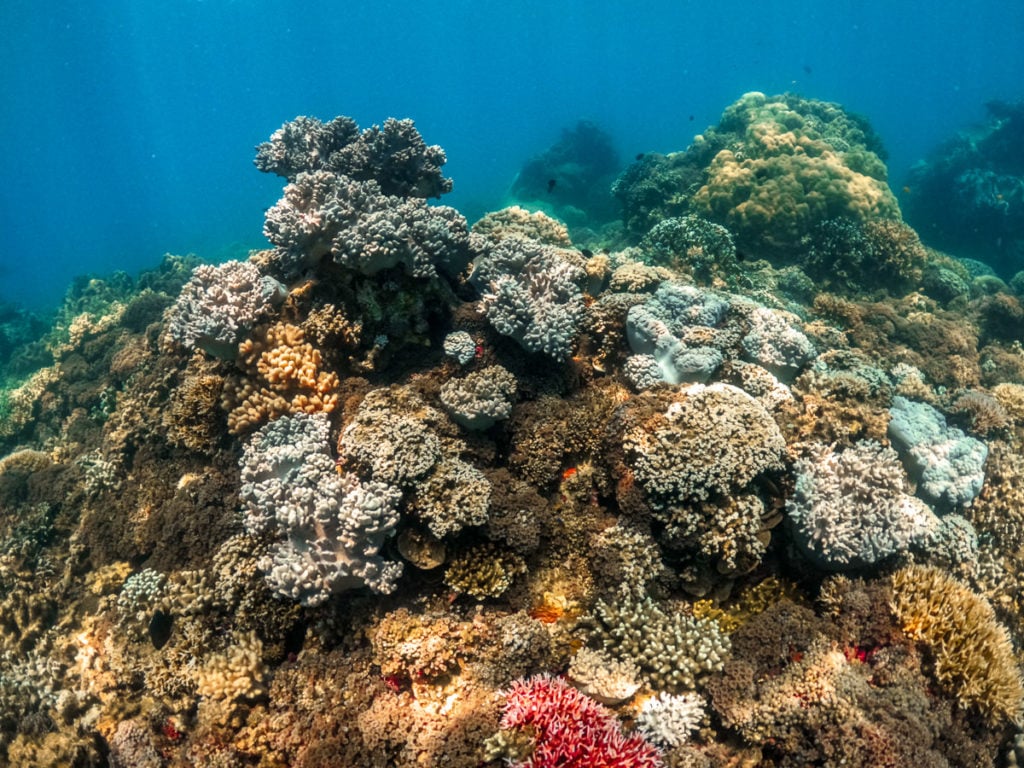 Frankland Islands Coral Patch