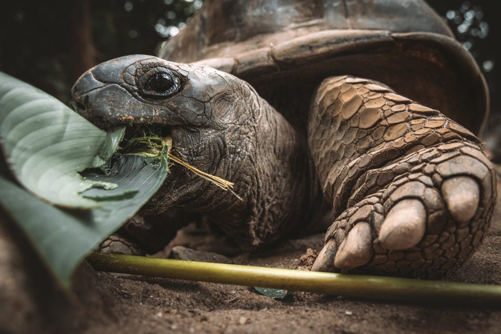 Giant tortoise eating palm leaves on Mahe Island the Seychelles