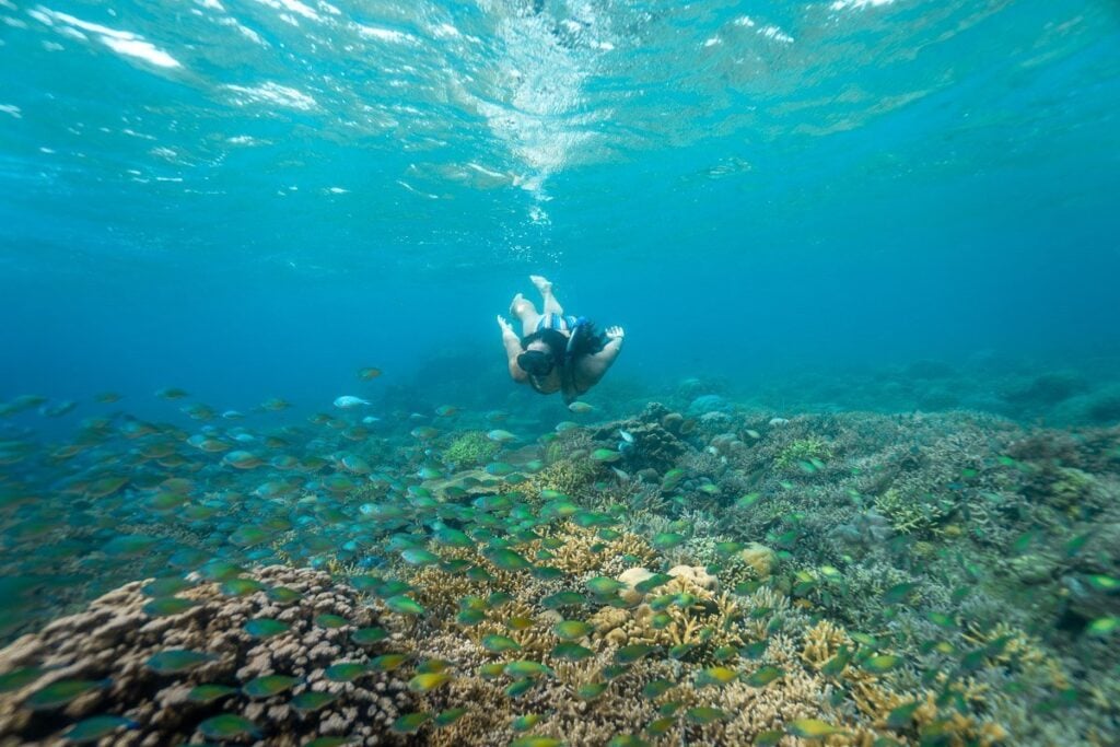 Snorkeling on Lombok Island, Marine Life