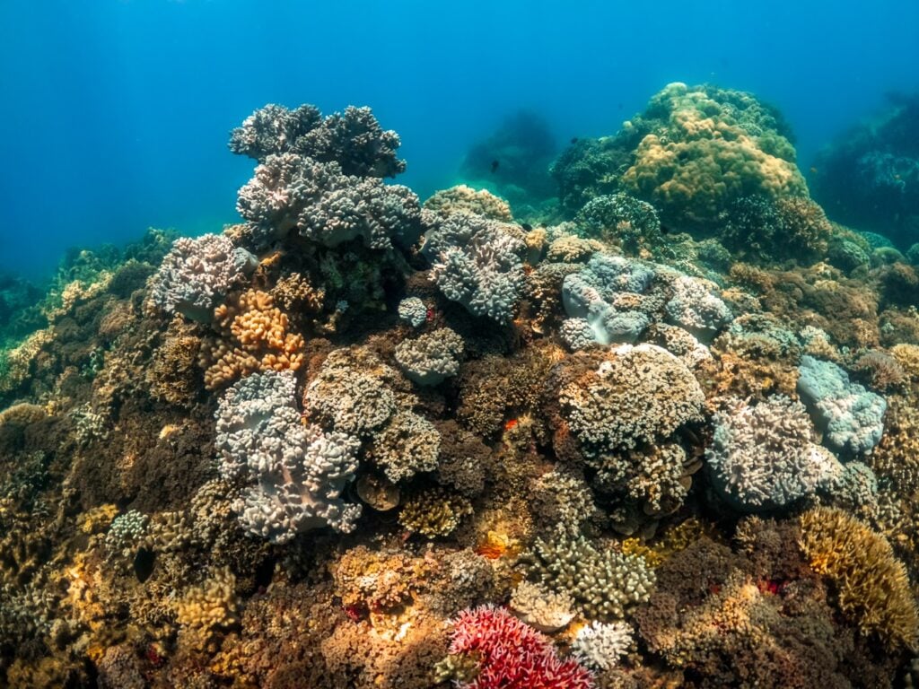 Coral Reef near Cairns