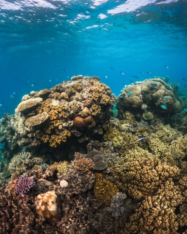 Underwater coral reef on the Great Barrier Reef