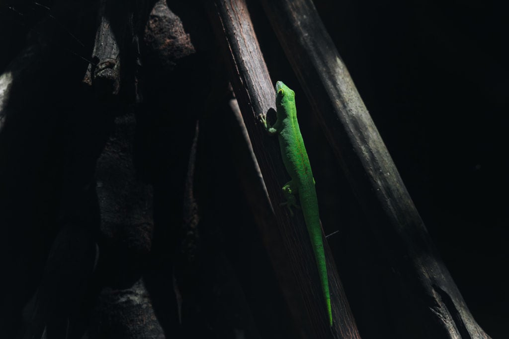 Seychelles green gecko on Praslin