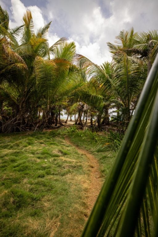 Palm tree walking track