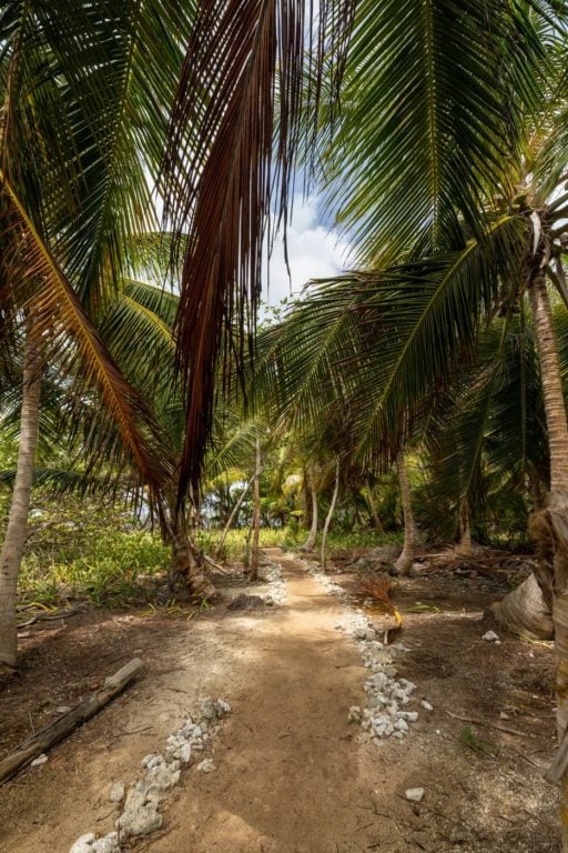Palm Tree walking track in Colombia