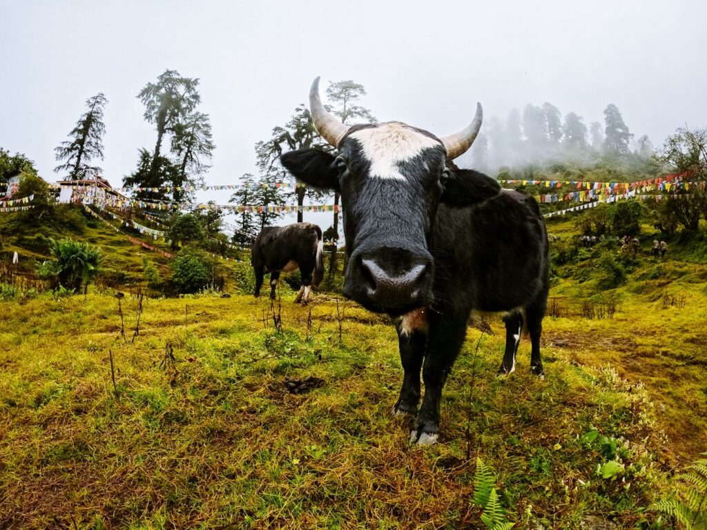 Cow in Tshoka, West Sikkim
