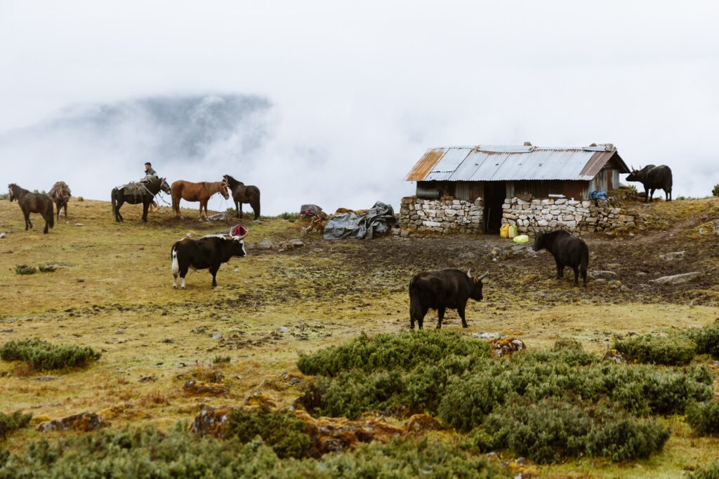 Grazing yaks at ponies in West Sikkim