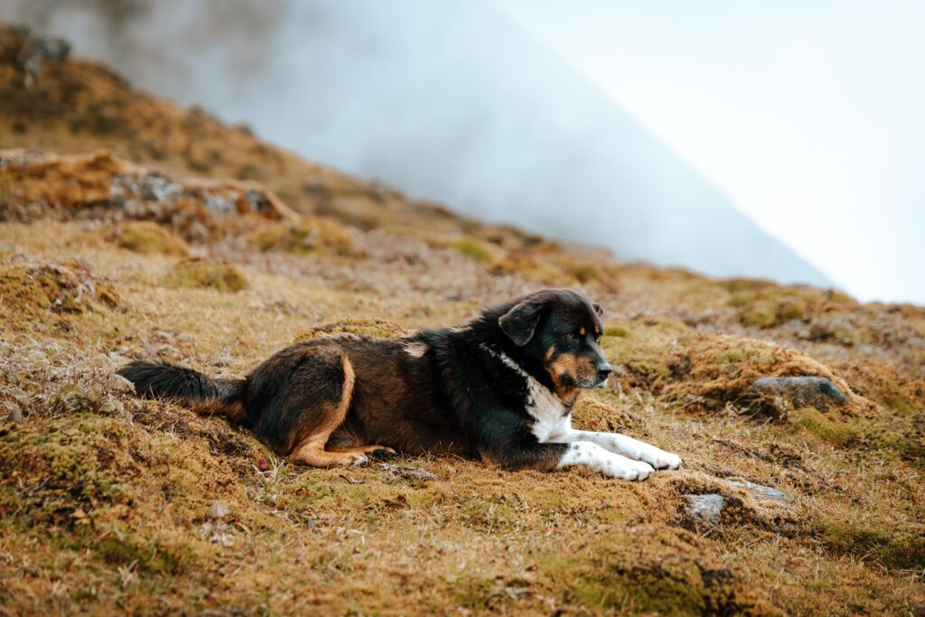 Dog in the Himalayas