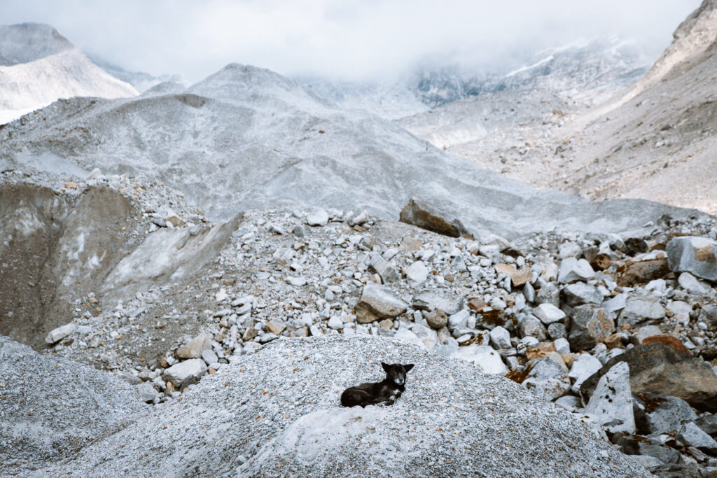 Dog at Rathong Glacial moraine