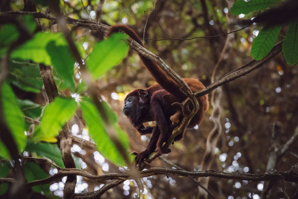 Colombian howler monkey in a tree