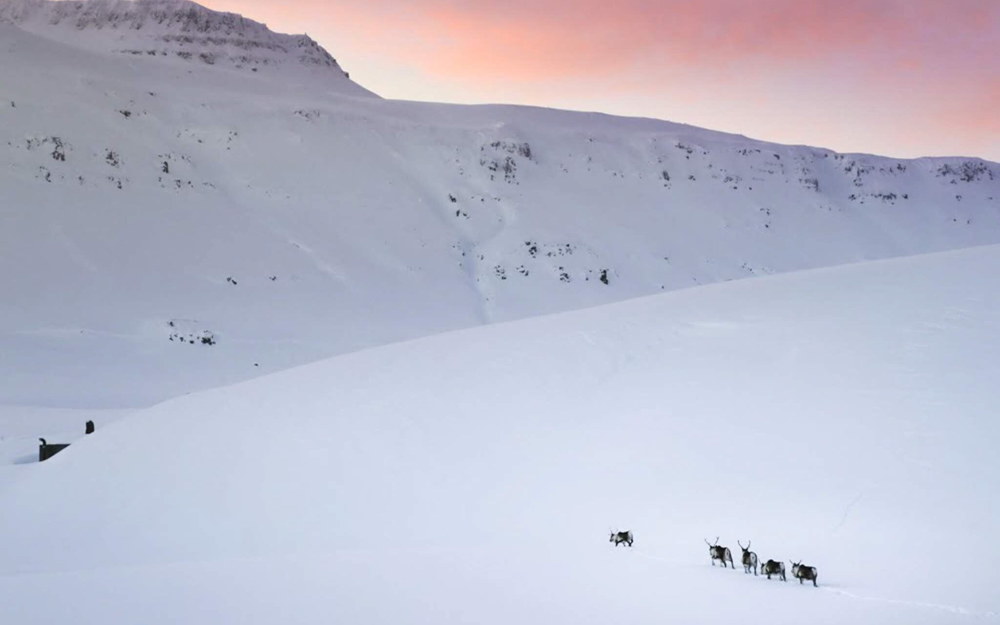 wild reindeer in iceland running in the snow.