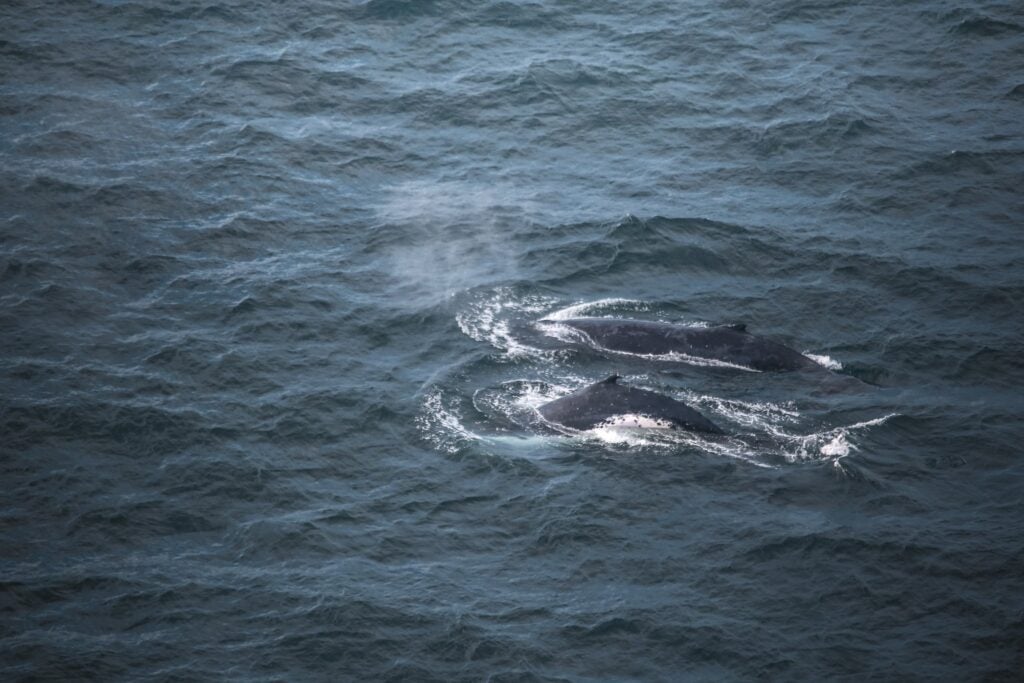 humpback whales breaching alongside a boat sailing the east coast of australia