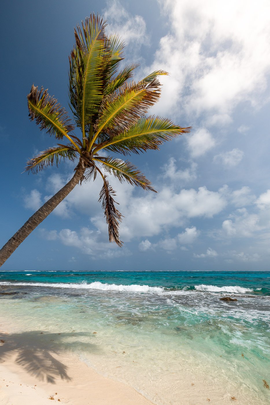 Palm trees and coral reef on Johnny Cay, San Andres