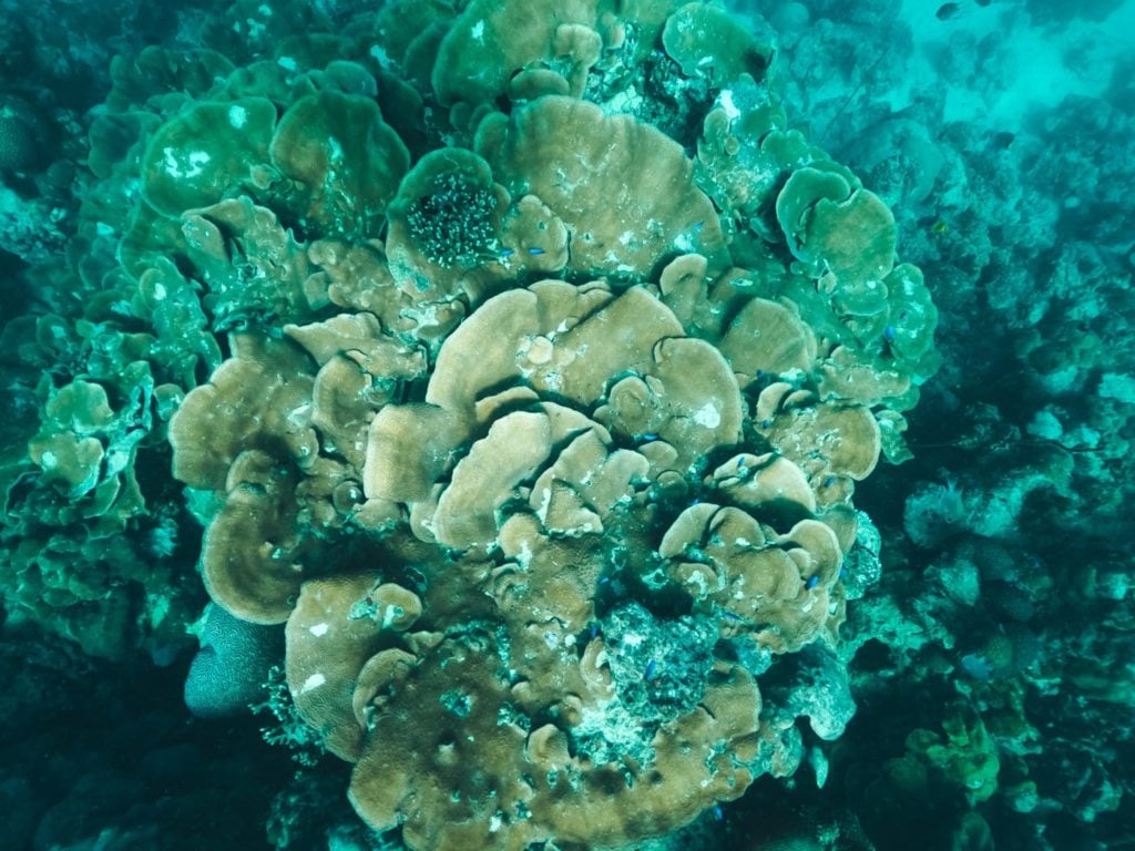 Mahe coral reef