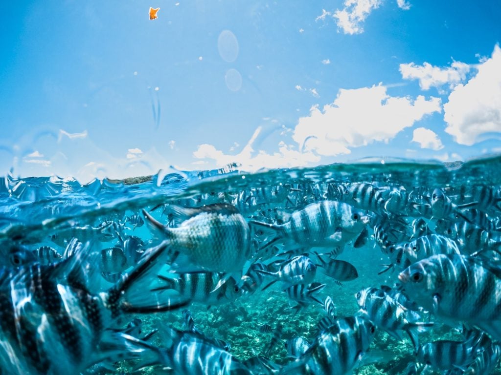 Snorkeling with fish in Mahe Island, the Seychelles