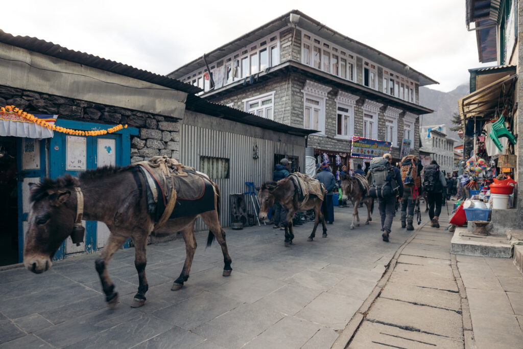 Mules in Lukla, Nepal