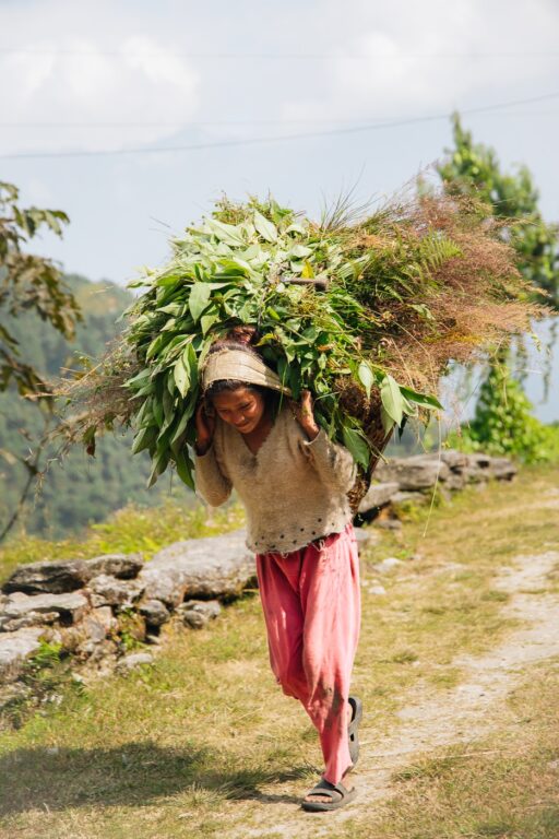 Local Nepali woman carrying harvest in Mahakulung