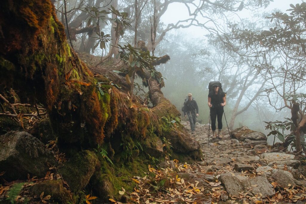 Trekkers in Himalayan Rhododendron forest