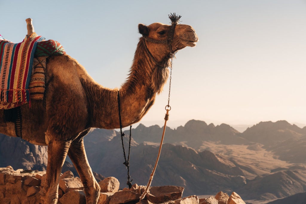 Camel on the hiking trail to Mount Sinai
