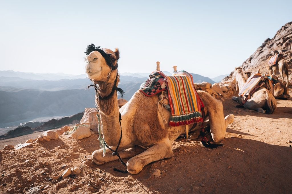 Camel on the Mount Sinai Hike