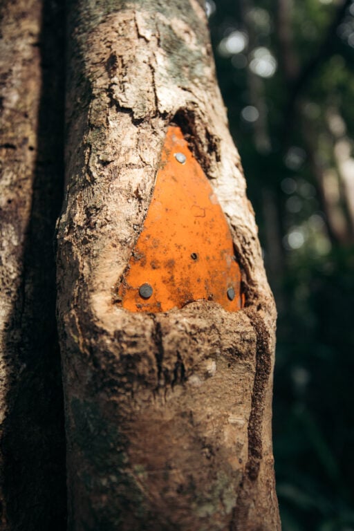 ORANGE MARKERS IN TREES FOR HIKING IN Cairns and Cape Tribulation