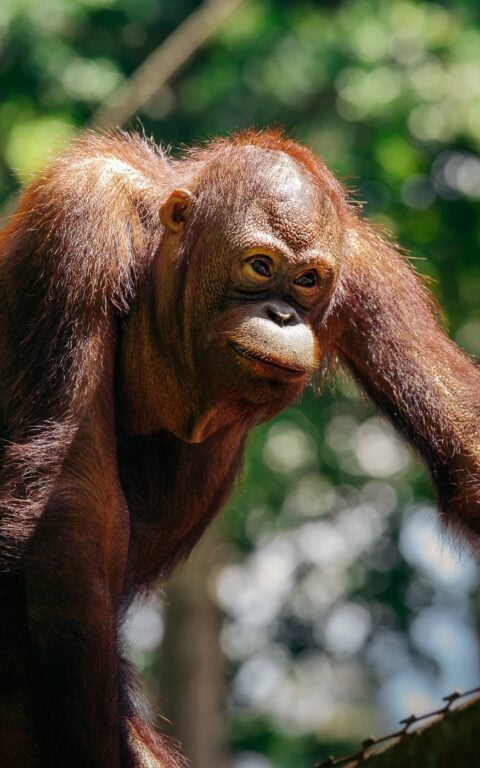 Orangutan in Sabah, Borneo