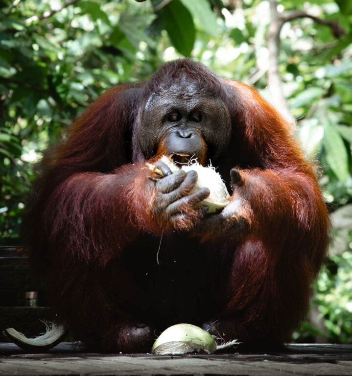 Orangutan Eating at the Orangutan rehabilitation CENTRE IN SEPILOK, SABAH, BORNEO