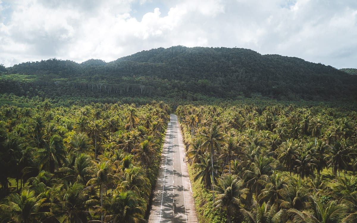 Palm Tree Road Siargao Island, The Philippines