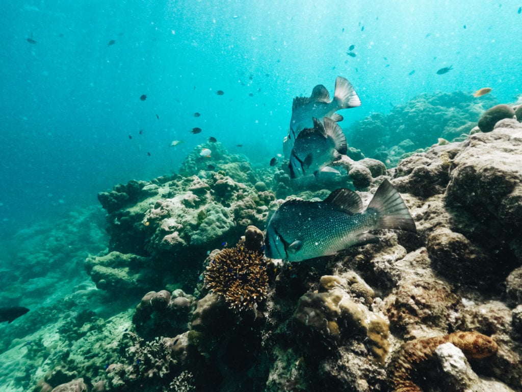 Underwater life at Port Launay Marine Park on Mahe island, Indian Ocean