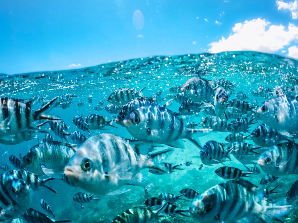 Snorkeling with fish and turquoise waters in the Seychelles